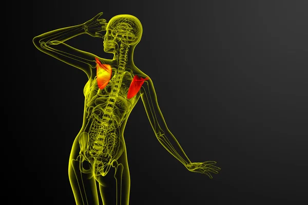 3d 渲染医学插图的肩胛骨骨 — 图库照片