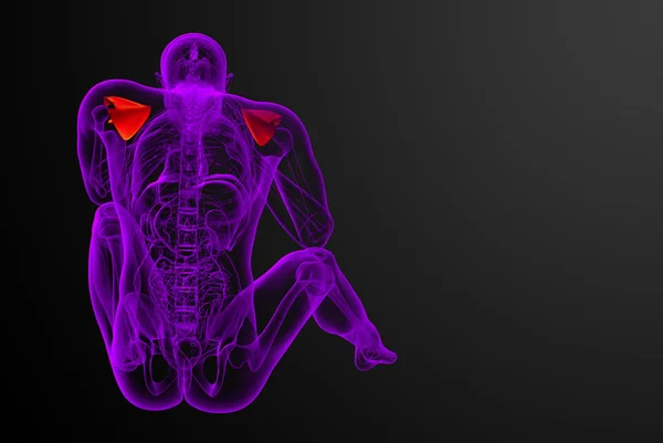 3D göra medicinsk illustration av skulderbladet ben — Stockfoto