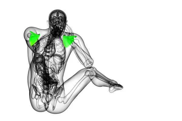 3D göra medicinsk illustration av skulderbladet ben — Stockfoto