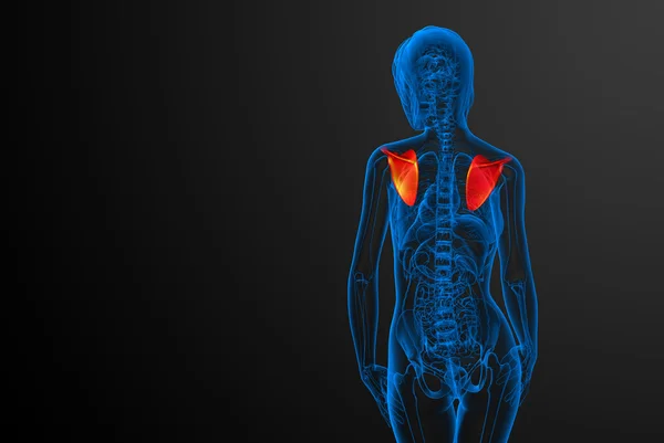 3d 渲染医学插图的肩胛骨骨 — 图库照片