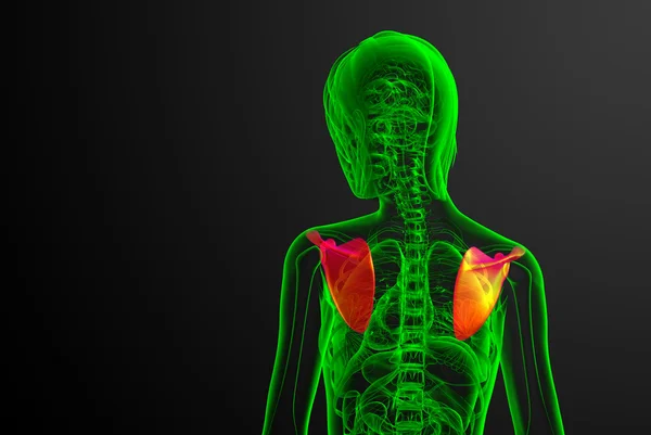 3D render medische illustratie van het schouderblad bot — Stockfoto