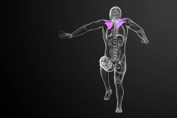 3D-Darstellung medizinischer Darstellung des Schulterblatt-Knochens — Stockfoto