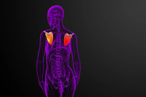 3D göra medicinsk illustration av skulderbladet ben — Stockfoto