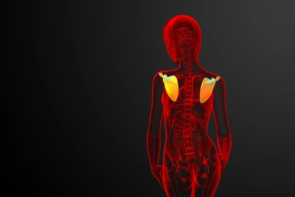 3D göra medicinsk illustration av skulderbladet ben — Stockfoto