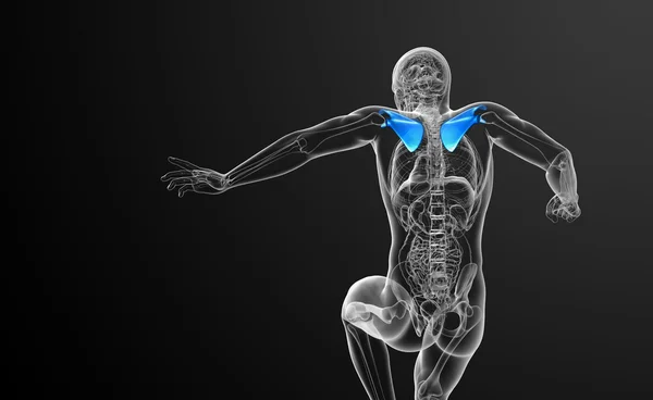 3D render ilustracja kości łopatki — Zdjęcie stockowe