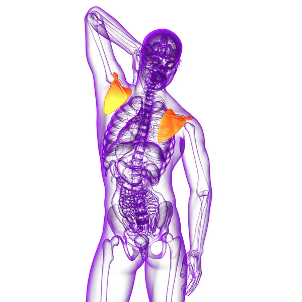 3D göra medicinsk illustration av skulderbladet ben — Stockfoto