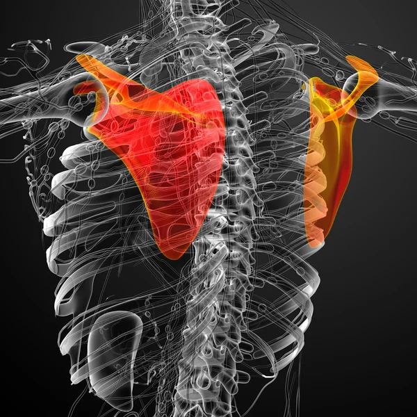 3D-Darstellung medizinischer Darstellung des Schulterblatt-Knochens — Stockfoto