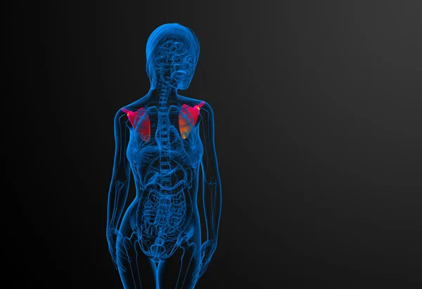 3d 渲染医学插图的肩胛骨骨 — 图库照片