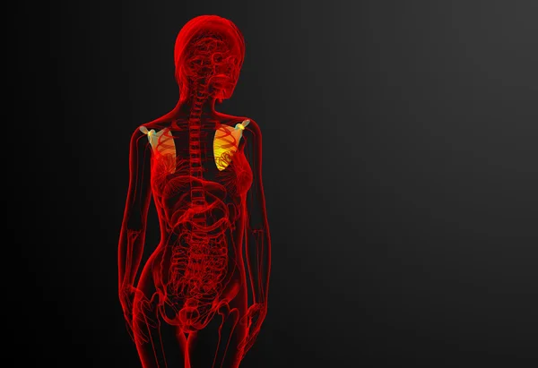 3D göra medicinsk illustration av skulderbladet ben — Stockfoto