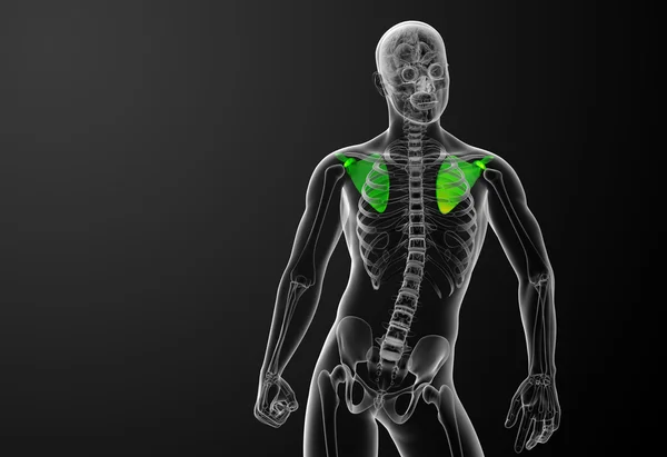 肩甲骨骨の 3 d レンダリングの医療イラスト — ストック写真