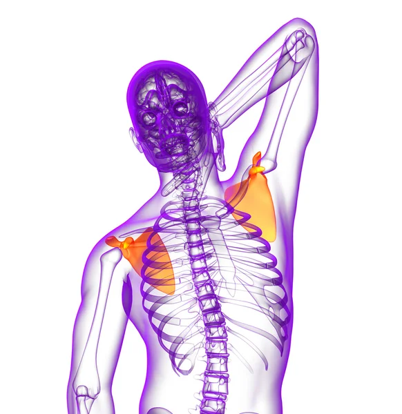 3D göra medicinsk illustration av skulderbladet ben — Stockfoto