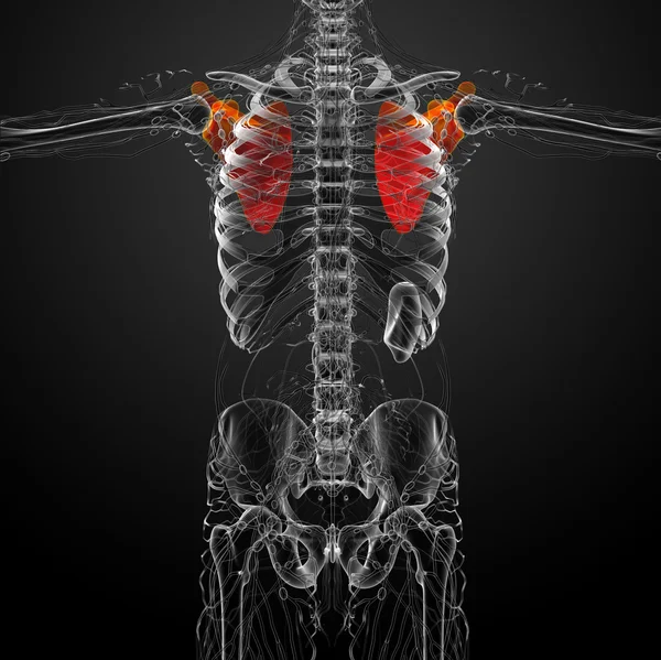 肩甲骨骨の 3 d レンダリングの医療イラスト — ストック写真