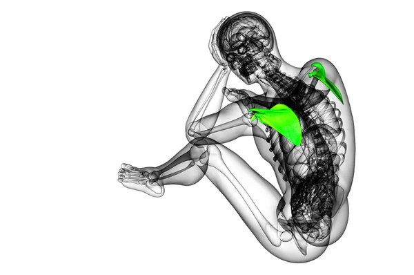 3D-Darstellung medizinischer Darstellung des Schulterblatt-Knochens — Stockfoto