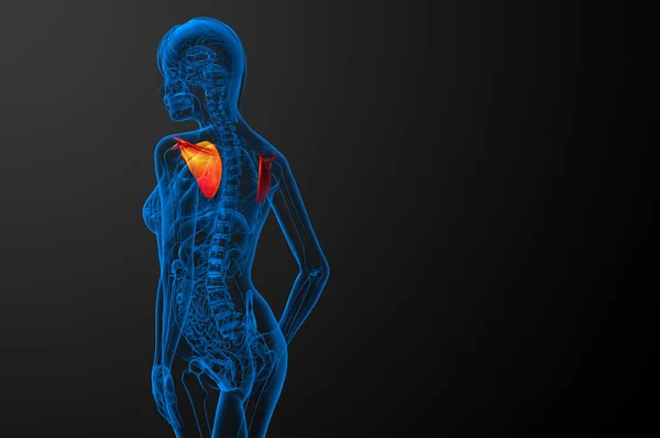 3d gøre medicinsk illustration af skulderbladet knogle - Stock-foto