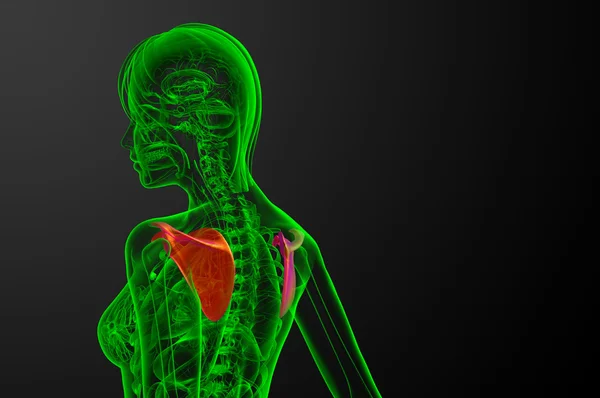 3D göra medicinsk illustration av skulderbladet ben — Stockfoto