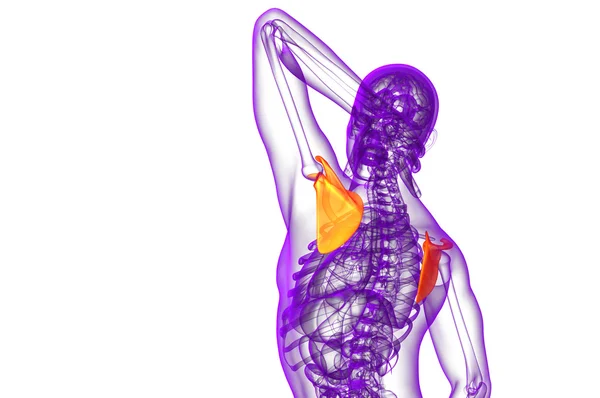 3D göra medicinsk illustration av skulderbladet ben — Stockfoto