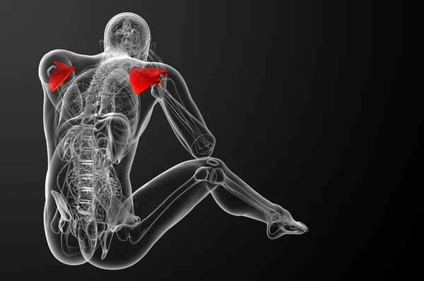 Illustration médicale 3d de l'omoplate — Photo