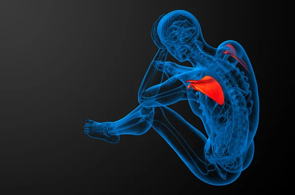 Illustration médicale 3d de l'omoplate — Photo