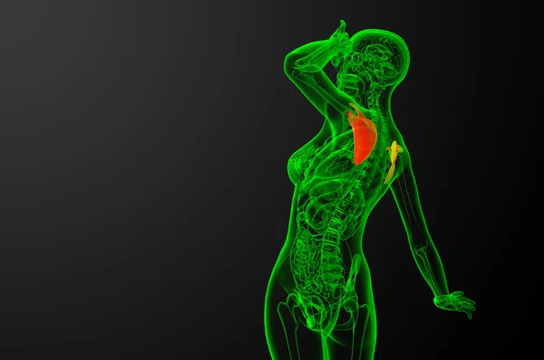 3d 渲染医学插图的肩胛骨骨 — 图库照片