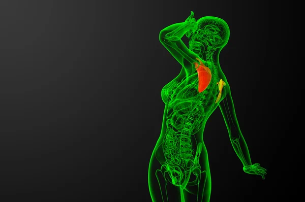 3D-Darstellung medizinischer Darstellung des Schulterblatt-Knochens — Stockfoto