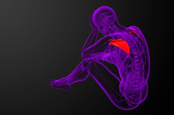 3D-Darstellung medizinischer Darstellung des Schulterblatt-Knochens — Stockfoto