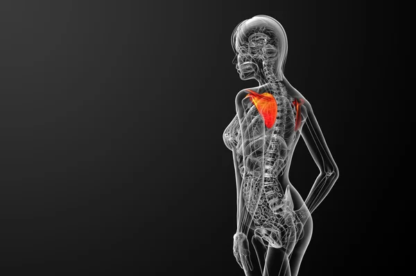 3D göra medicinsk illustration av skulderbladet ben — Stockfoto