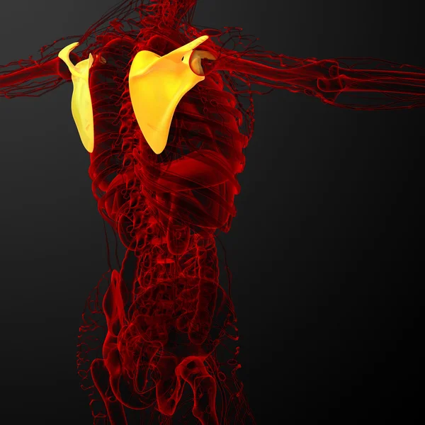 3D render Medikal illüstrasyon kürek kemiğin — Stok fotoğraf