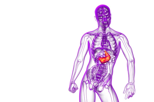 3d rendir ilustración médica del estómago — Foto de Stock