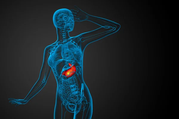 3d rendere illustrazione medica dello stomaco — Foto Stock