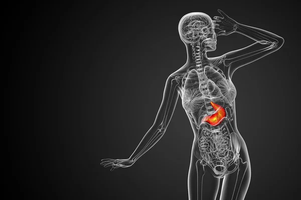 3d render medical illustration of the stomach — Stock Photo, Image