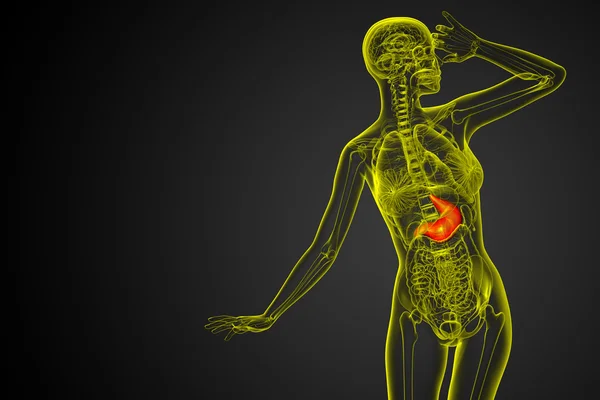 3d renderizar ilustração médica do estômago — Fotografia de Stock