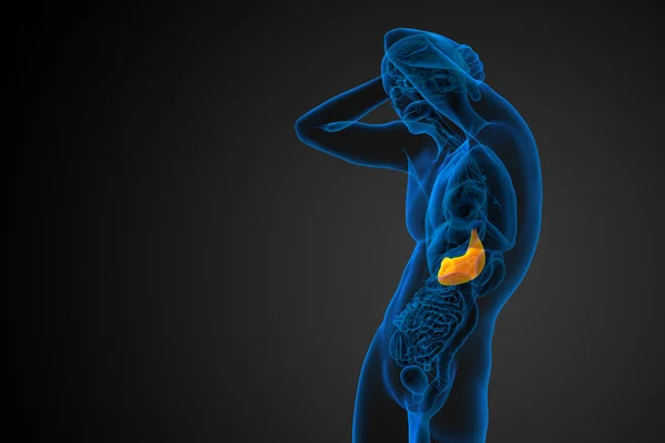 3d 渲染医学插图的胃 — 图库照片