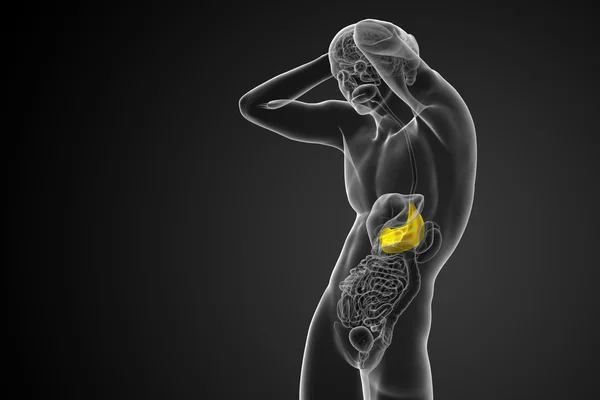 3D render Medikal illüstrasyon mide — Stok fotoğraf
