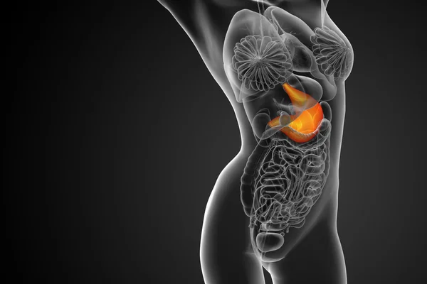 3d render medical illustration of the stomach — Stock Photo, Image