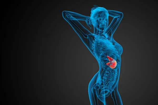 3d rendere illustrazione medica dello stomaco — Foto Stock