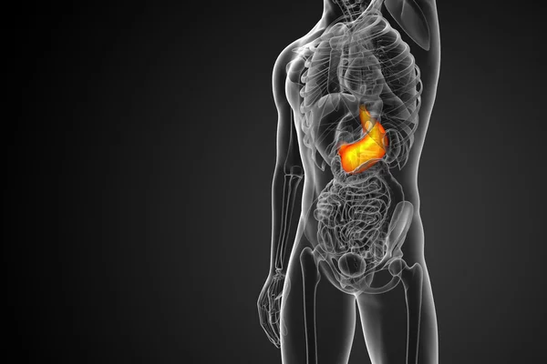 3d rendir ilustración médica del estómago —  Fotos de Stock