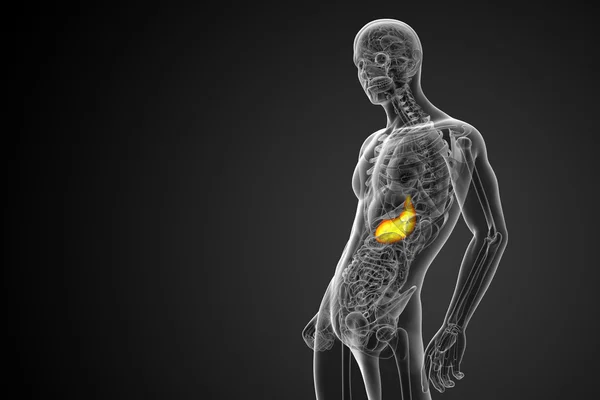 3D Darstellung medizinischer Illustration des Magens — Stockfoto