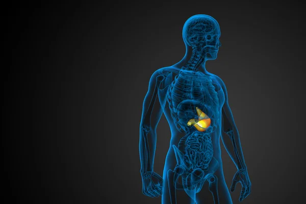 3D göra medicinsk illustration av magen — Stockfoto