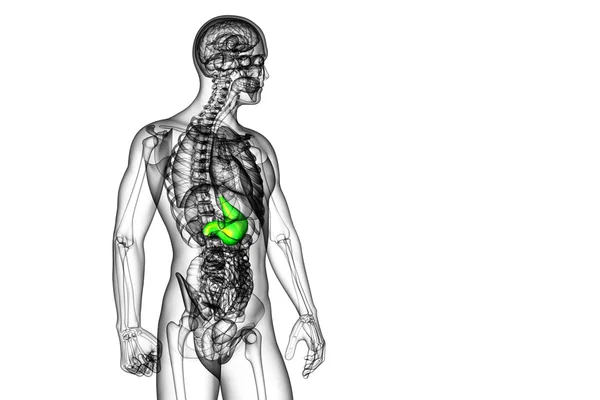 3d rendir ilustración médica del estómago — Foto de Stock