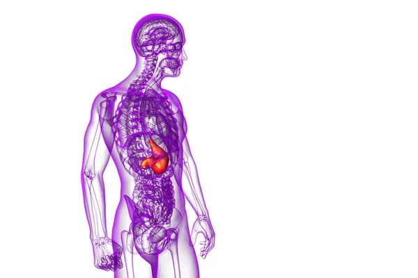 3D καθιστούν ιατρική απεικόνιση του στομάχου — Φωτογραφία Αρχείου