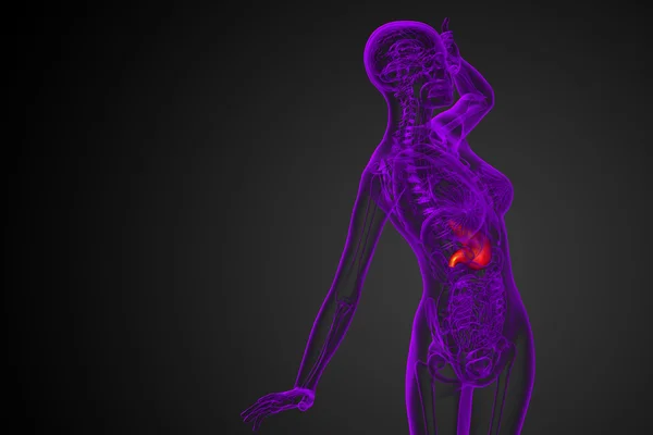 3D göra medicinsk illustration av magen — Stockfoto