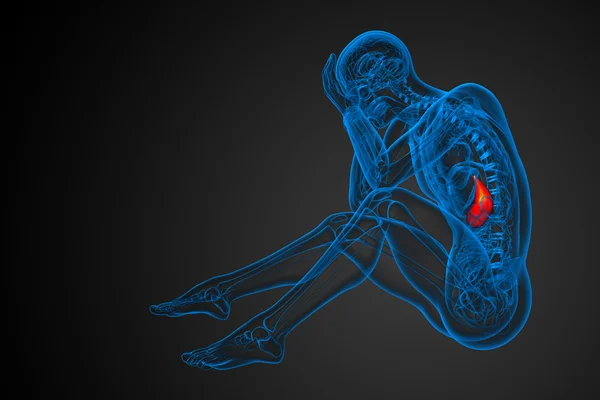 3D göra medicinsk illustration av magen — Stockfoto