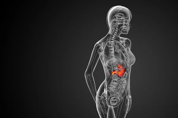 3D render ilustracja medyczny żołądka — Zdjęcie stockowe