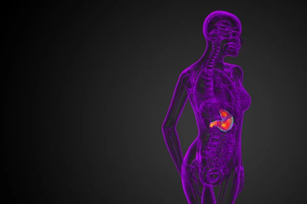 3d render medical illustration of the stomach — Stock Photo, Image