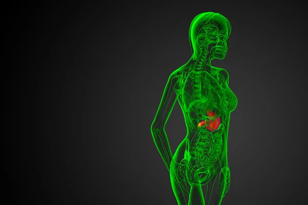 3D göra medicinsk illustration av magen — Stockfoto