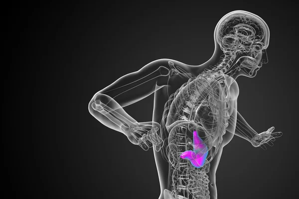胃の 3 d レンダリングの医療イラスト — ストック写真