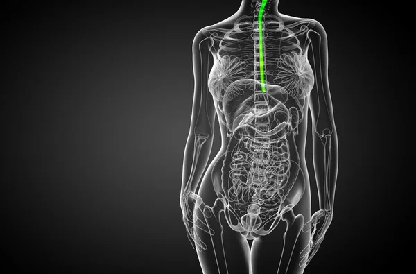 3d rendered illustration of the esophagus — Stock Photo, Image