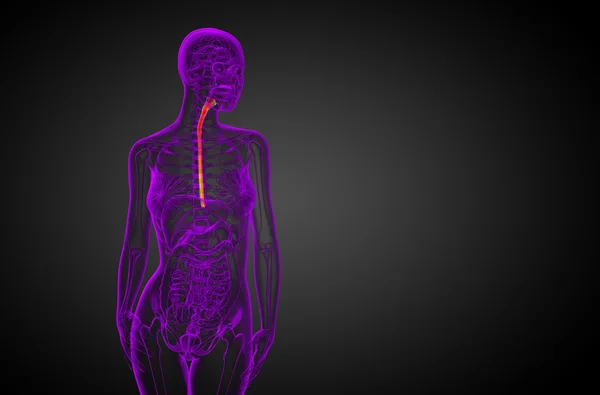 食道の 3 d レンダリングされた図 — ストック写真