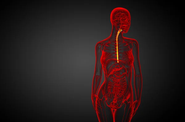 3d representación ilustrativa del esófago — Foto de Stock