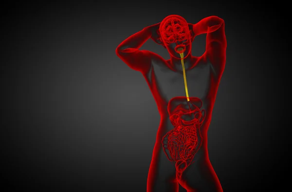 3D απόδοση απεικόνιση του οισοφάγου — Φωτογραφία Αρχείου